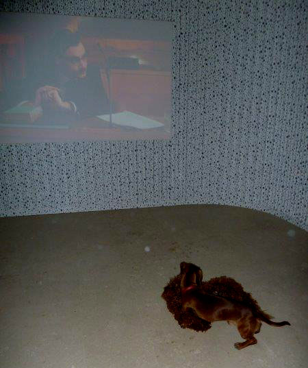 Film screening with rolling dog in front of the wall